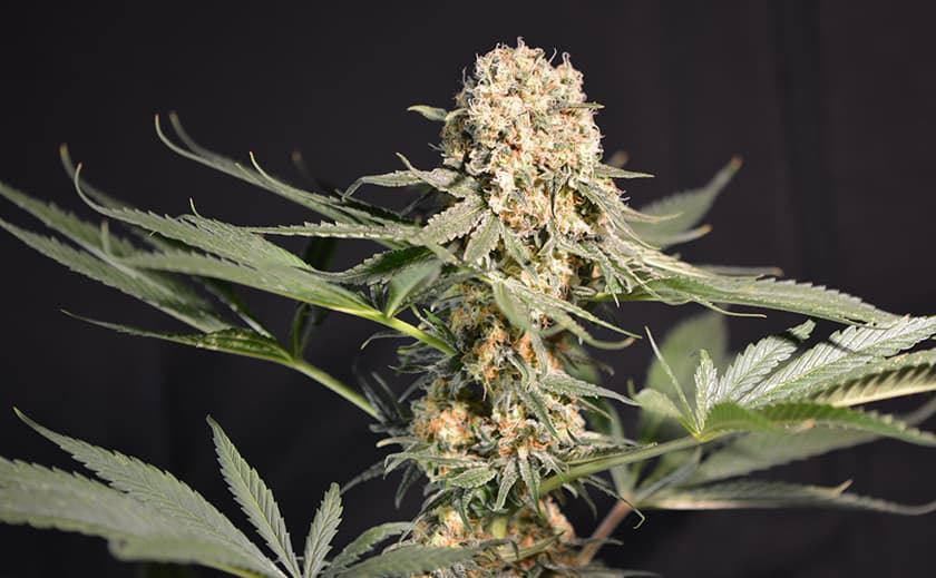 Förderung junger Gärtner durch Gratis Cannabis Samen