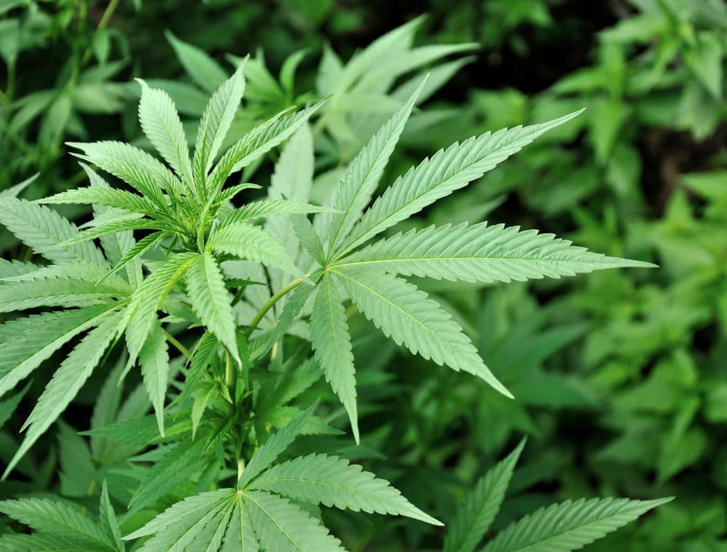 Ehrliche CBD Wirkung Erfahrungen aus Deutschland