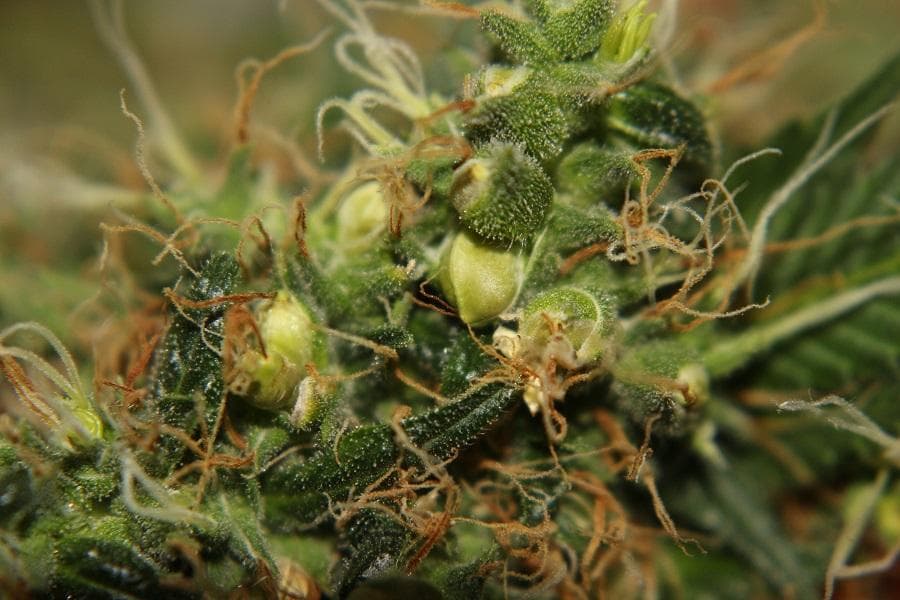 Samen der Möglichkeit: Wo man Cannabissamen für eine reiche Ernte kaufen kann