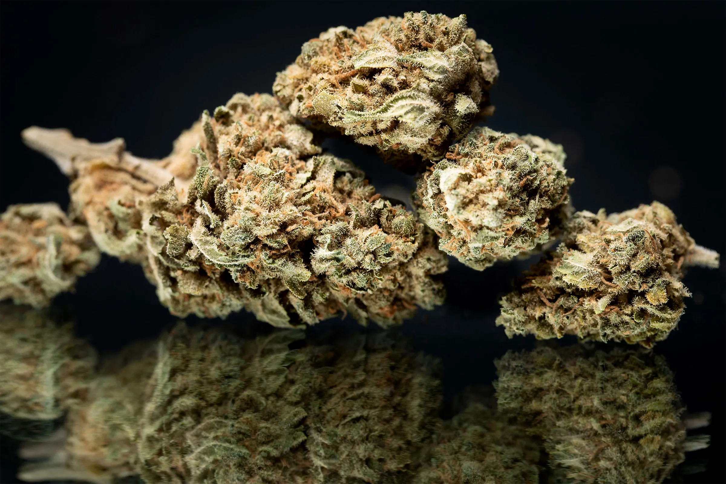 Cannabis Sativa und ihre einzigartige Genetik