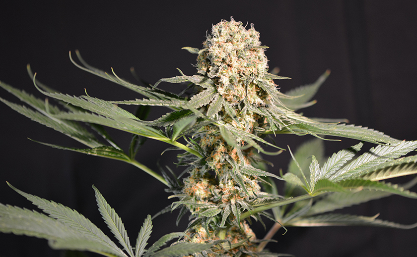 Förderung junger Gärtner durch Gratis Cannabis Samen