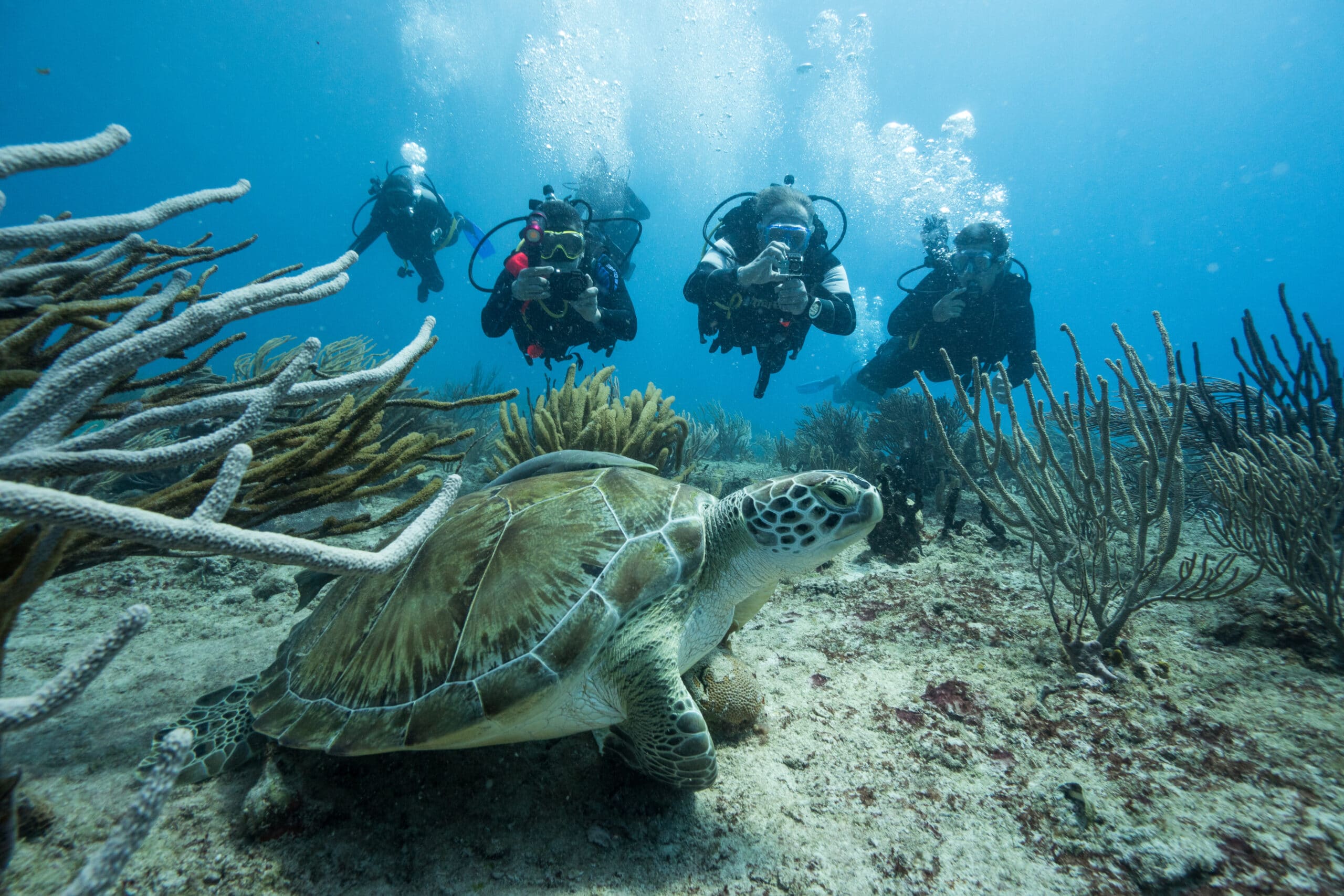 Playa del Carmen &amp; Cozumel: Tauchschule Playa del Carmen verbindet beides