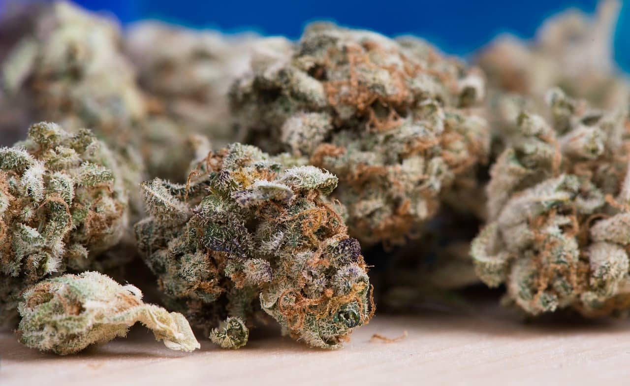 Cannabis Sativa und ihre einzigartige Genetik