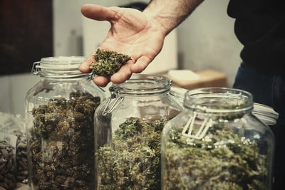 Rhino Cannabis Seeds: Kundenrezensionen