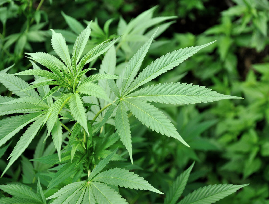 Ehrliche CBD Wirkung Erfahrungen aus Deutschland