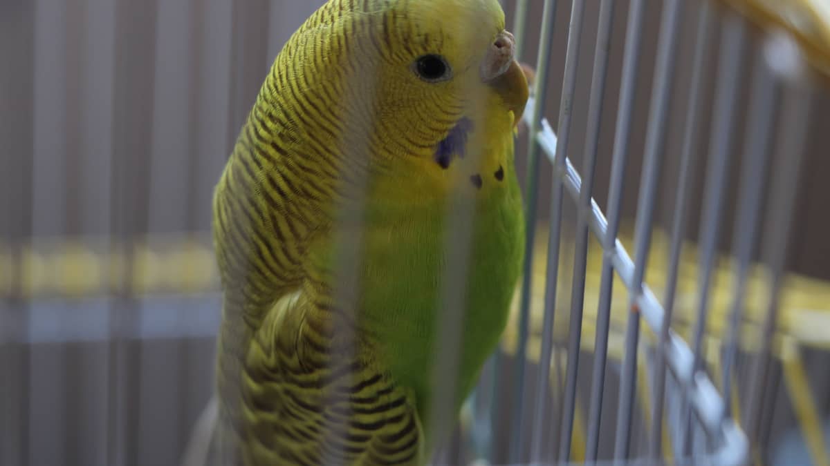 Gefiedertes Phänomen: Erleben Sie die Wunder der Natur im Bird Shop!