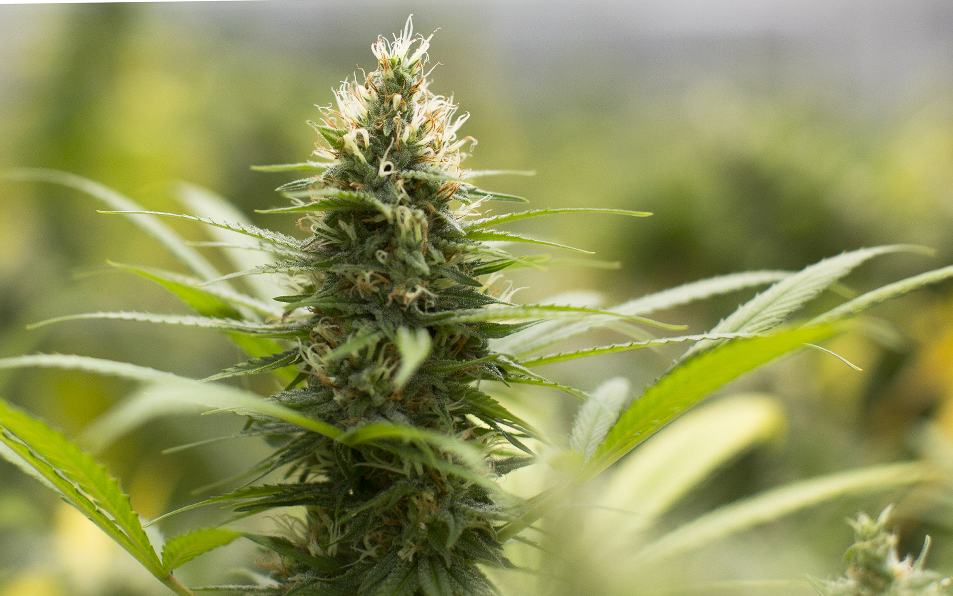 Ehrliche CBD Wirkung Erfahrungen aus Deutschland
