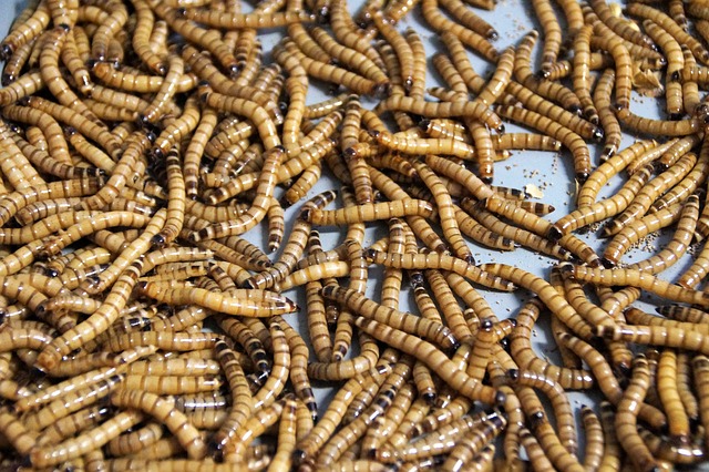 Die Zukunft der Ernährung: Getrocknete Mehlwürmer als innovative Zutat