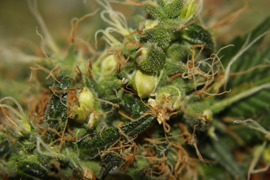 Samen der Möglichkeit: Wo man Cannabissamen für eine reiche Ernte kaufen kann